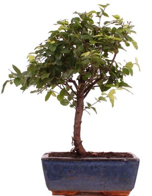 Bonsai - Sageretia theezans, Sageretie, Falscher Tee 223/37