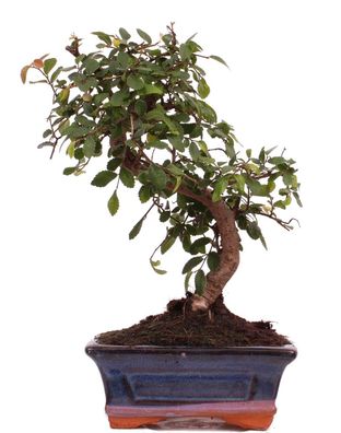 Bonsai - Ulmus parvifolia, Chinesische Ulme 223/41