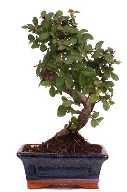 Bonsai - Ulmus parvifolia, Chinesische Ulme 223/42