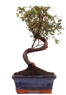 Bonsai - Ulmus parvifolia, Chinesische Ulme 223/43