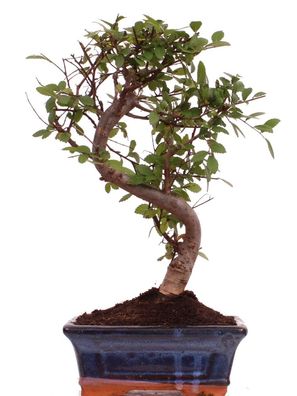 Bonsai - Ulmus parvifolia, Chinesische Ulme 223/40