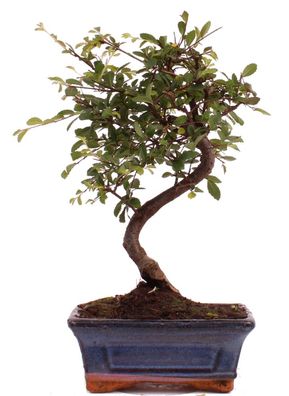 Bonsai - Ulmus parvifolia, Chinesische Ulme 223/44