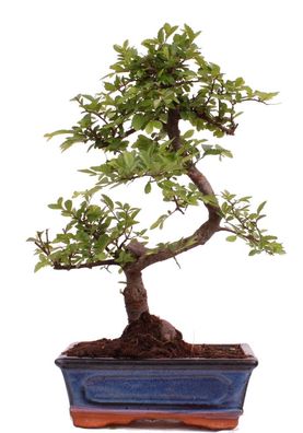 Bonsai - Ulmus parvifolia, Chinesische Ulme 223/45