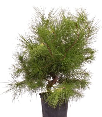 Bonsai - Pinus halepensis, Aleppo Kiefer 223/15