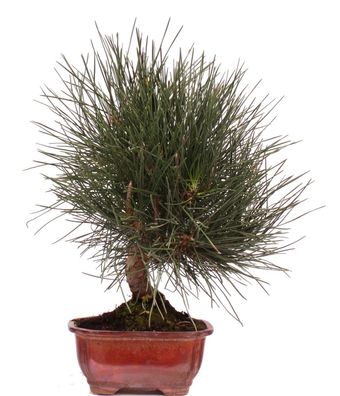 Bonsai - Pinus thunbergii, Japanische Schwarzkiefer 223/18