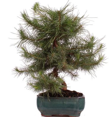 Bonsai - Pinus halepensis, Aleppo Kiefer 223/10