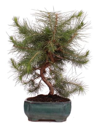 Bonsai - Pinus halepensis, Aleppo Kiefer 223/13