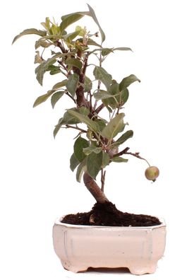 Bonsai - Malus spec., Zier-Apfel 223/05