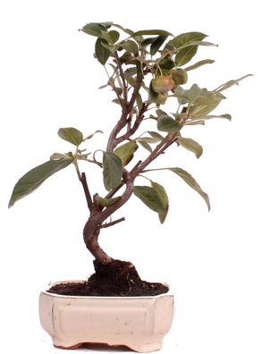 Bonsai - Malus spec., Zier-Apfel 223/06