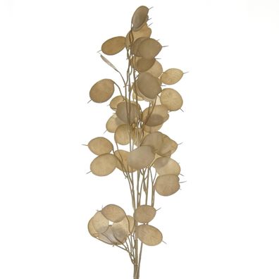 GASPER Pfennigblattzweig - Lunaria Braun 76 cm - Kunstpflanzen