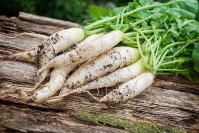 Rettich Ijskegel - 200+ Samen - samenfeste Rettichsorte - radish R 176