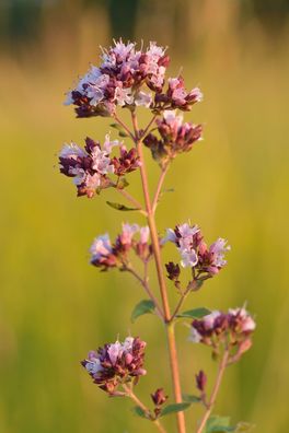 Oregano - DOST - WILDER Majoran - Origanum vulgare 25+ Samen F 256