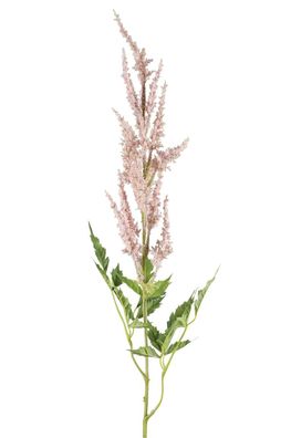 Fink Astilbe rose Höhe 88cm 181018