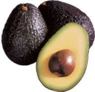 Avocado Hass - Persea americana - Avocadopflanze - Avocadobaum