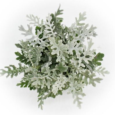 Senecio maritima - Silberblatt - Dekorative Pflanze mit silbrigem Laub - 11cm Topf