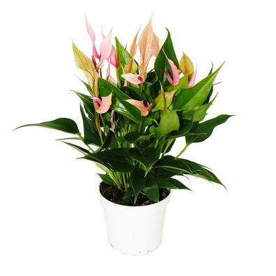 Flamingoblume - Anthurium andreanum - Anthurie - 12cm Topf - kleinblütig rosa