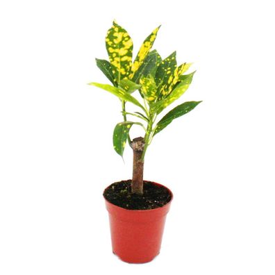 Mini-Pflanze - Croton - Codiaeum - Wunderstrauch - Ideal für kleine Schalen und