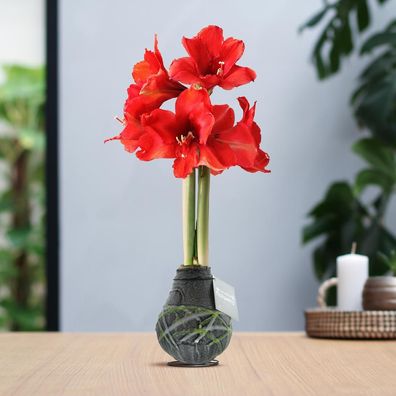 No Water Flowers (wax amaryllis) | Waxz Art Picasso - Black + Red flower - Ø10cm