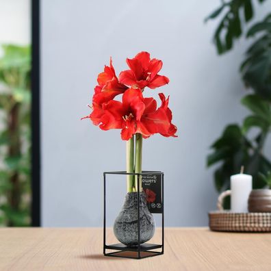 No Water Flowers (wax amaryllis) | Formz Industrial - Black + Red flower - Ø9cm