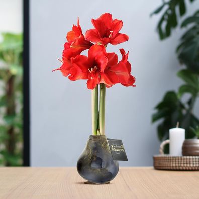 No Water Flowers (wax amaryllis) | Univerz Jupiter - Black + Red flower - Ø10cm