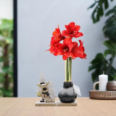 No Water Flowers (wax amaryllis) | Winter Wonderland - Rudolp black + Red flower