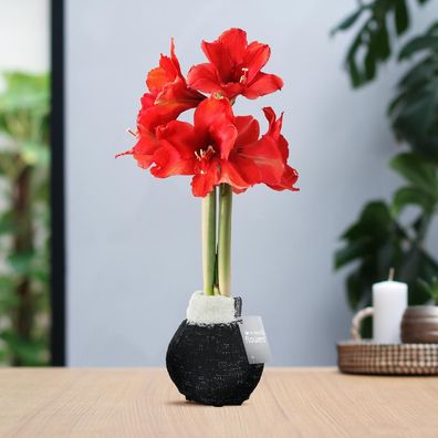 No Water Flowers (wax amaryllis) | Fashionz Cozy Wooly - Black + Red flower - Ø10