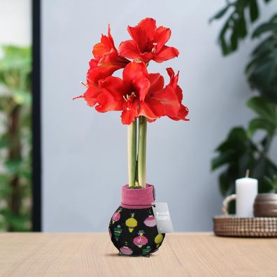 No Water Flowers (wax amaryllis) | Fashionz Patterns Disco - Black + Red flower