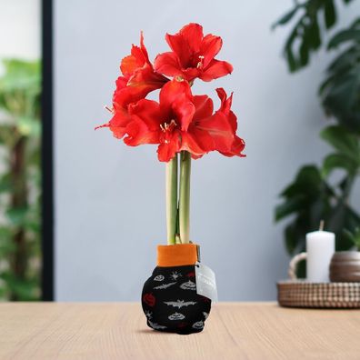 No Water Flowers (wax amaryllis) | Fashionz Halloween - Black + Red flower - Ø10c