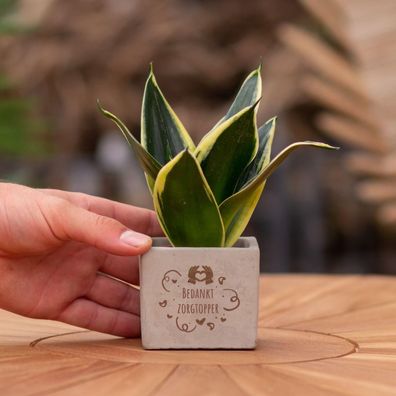 Sansevieria | Bedankt zorgtopper - Ø7.5cm - 15cm - Zimmerpflanze - Anordnung - Pf