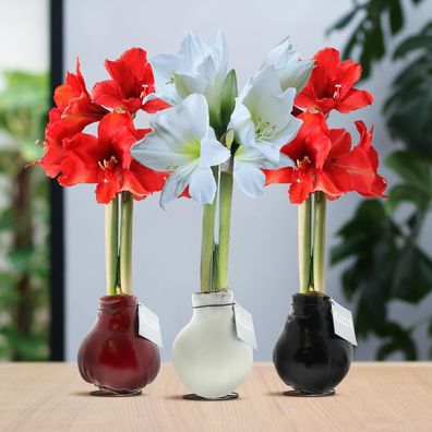 No Water Flowers (wax amaryllis) | Waxz Colours trio Mix (3 pack) + Red & White fl