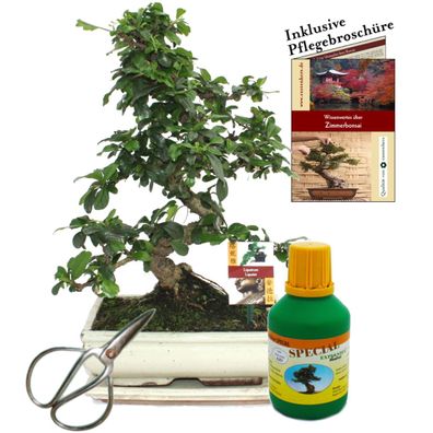 Bonsai - Fukientee - Carmona microphylla - ca. 10 Jahre - 25cm Schale - Geschenk-S