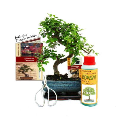 Geschenkset Bonsai "Ulmus" - Chinesische Ulme - ca. 6 Jahre alt - Anfänger-Set