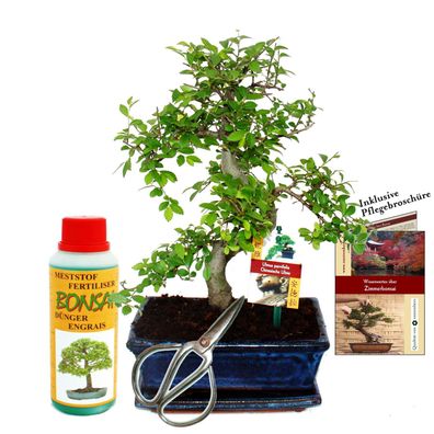 Geschenkset Bonsai "Ulmus" - Chinesische Ulme - ca. 8 Jahre alt - Anfänger-Set