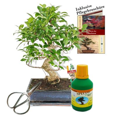 Bonsai - Chin. Feigenbaum - Ficus retusa - ca. 10 Jahre - 25cm Schale - Geschenk-S