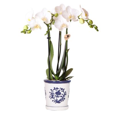 Kolibri Orchideen weiße Phalaenopsis Orchidee Amabilis + Malaga Ziertopf blau