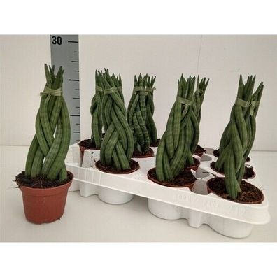 Sansevieria Hybride Bogenhanf * **Braid* * *Höhe ca. 25cm Topf ø 10cm