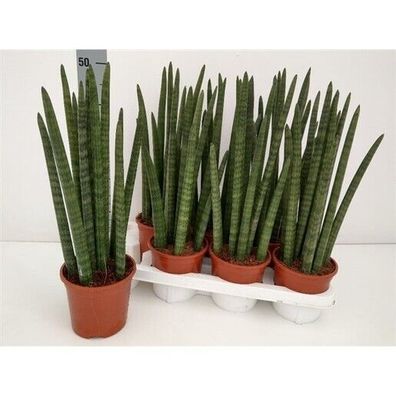 Sansevieria Hybride Wave ' Bogenhanf Höhe ca. 50cm Topf ø14cm