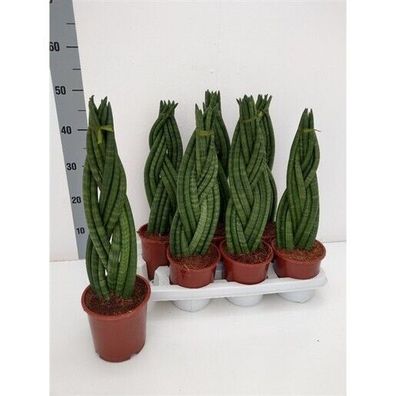 Sansevieria Hybride 'Twist' Höhe ca. 50cm Topf ø14cm