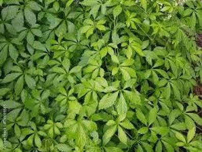 Jiaogulan Pflanze der Unsterblichkeit 25 Samen - Gynostemma pentaphyllum
