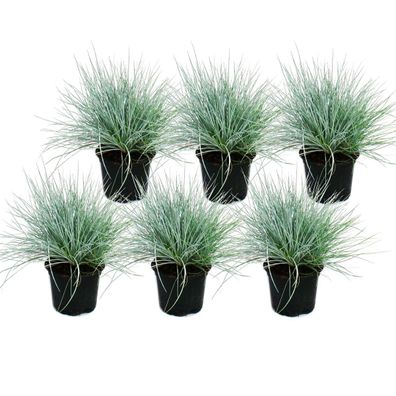 Blauschwingel-Gras - Festuca glauca - Set mit 6 Pflanzen - 9cm Topf