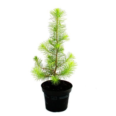 Exotenherz - Mittelmeer-Kiefer - Pinus pinea - Zimmerkiefer - 12cm Topf