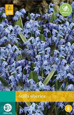 Scilla siberica Blumenzwiebeln 20 Zwiebeln Jub