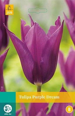 Tulipa Purple Dream Blumenzwiebeln 7 Zwiebeln Jub