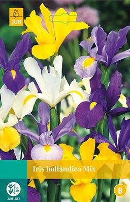 Iris hollandica gemischte Blumenzwiebeln 25 Zwiebeln Jub