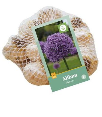 Allium Gladiator, 8 Blumenzwiebeln Jub