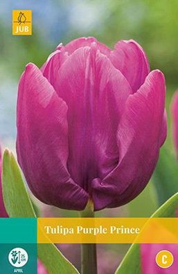 Tulipa Purple Prince, 10 Blumenzwiebeln Jub