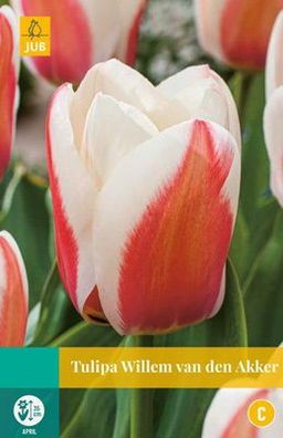 Tulipa Willem van den Akker, 7 Blumenzwiebeln Jub