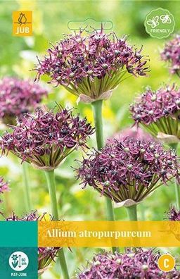 Allium atropurpureum Blumenzwiebeln 5 Zwiebeln Jub