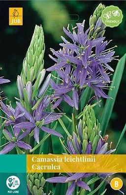 Camassia leichtlinii Caerulea Blumenzwiebeln 2 Zwiebeln Jub