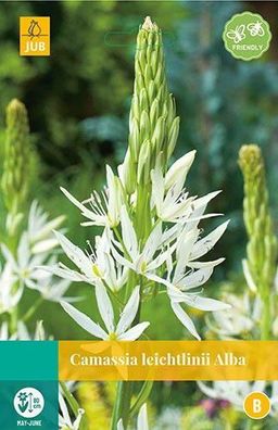 Camassia leichtlinii Alba Blumenzwiebeln 2 Zwiebeln Jub